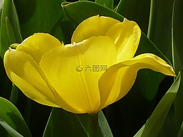 花,郁金香,黃色