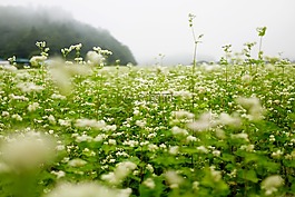 秋季,memilkkot,露水