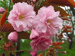 花,開花,春