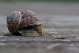 蝸牛,動物,自然