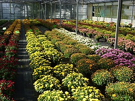 溫室,園藝,菊花