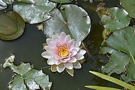 花,睡蓮,性質(zhì)