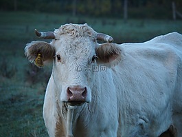 牛,牛肉,牧場