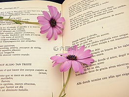 紙,花,自然