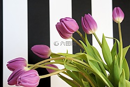 郁金香,鮮花,性質(zhì)