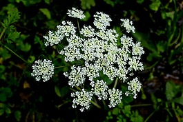 野花,秋季,白色的花