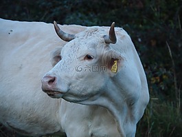 牛,牛肉,牧場