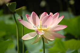 莲花,花园,公园