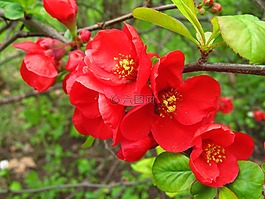 開花,花園,花
