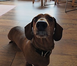 狗,德國,動物