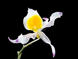 野生蘭花,蘭花,花