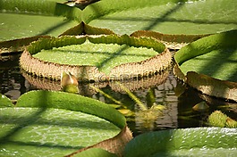 睡蓮,花園,公園