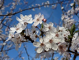 春天,夏季,花園