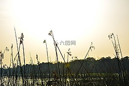 日出,湖,自然