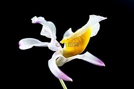 野生蘭花,蘭花,花