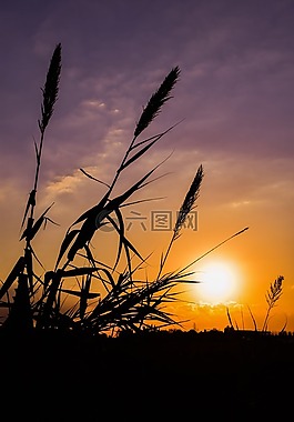 蘆葦,太陽,日落