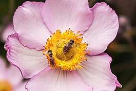 開花,粉紅色,花