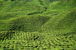 茶,花园,场