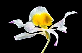 野生蘭花,蘭花,花
