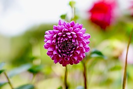 秋季,鮮花,紫色
