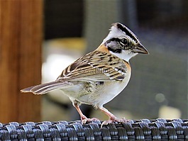 鳥(niǎo),性質(zhì),動(dòng)物王國(guó)