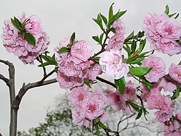 花,春,花園