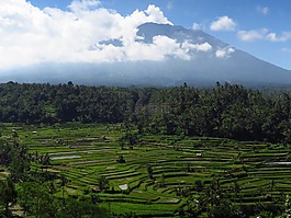 巴厘島,火山,稻田
