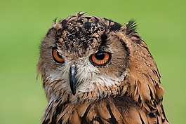 動(dòng)物,動(dòng)物攝影,鳥(niǎo)嘴