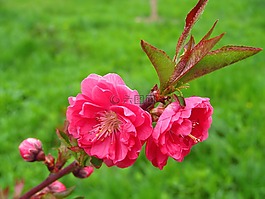 花,春,自然