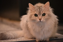 貓,動物,寵物