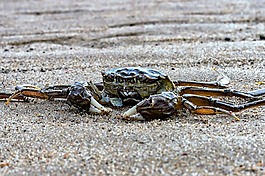 蟹,海,海洋