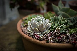 仙人掌,植物區(qū)系,鮮花