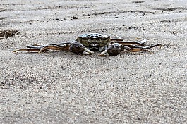 蟹,海,海洋