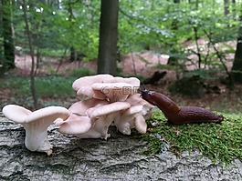 蘑菇,彈頭,森林