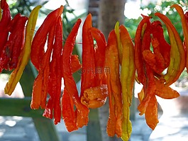 蔬菜,辣椒,太陽