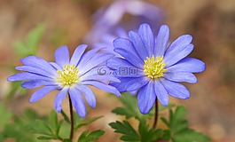 性質(zhì),花,廠