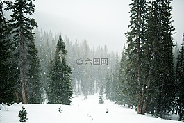 雪,雪下,樹
