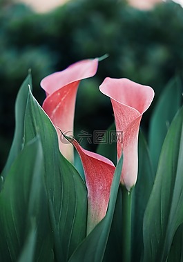 盛開(kāi),開(kāi)花,植物區(qū)系