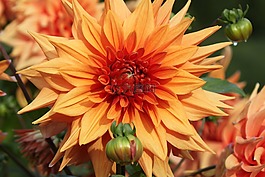 花,橙色,太陽