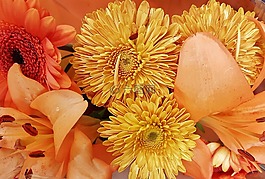 花,自然,美麗