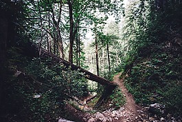 伍茲,森林,樹