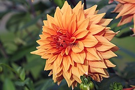 花,橙色,太陽