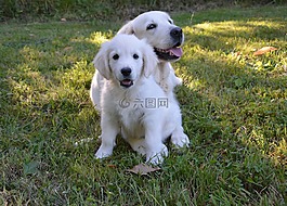 金毛獵犬,婊子,小狗