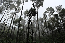 霧,森林,薄霧