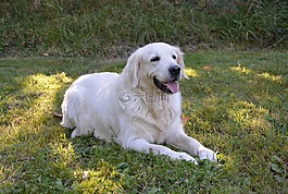 婊子,女性,金毛獵犬