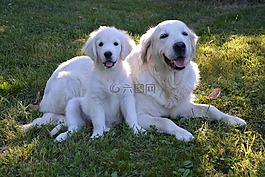 小狗,金毛獵犬,青年