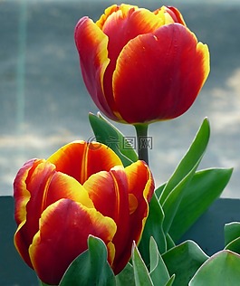 花,郁金香,春天