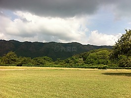 草,土壤,樹皮