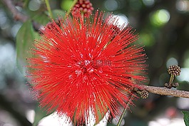 朵紅色的花,異國情調,廠