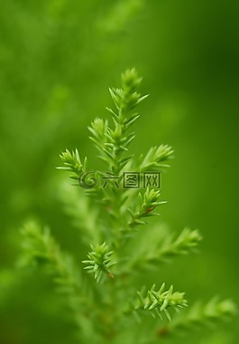 綠色,植物,葉子